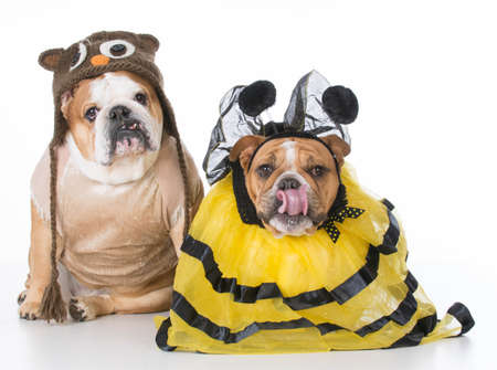 english bulldogs dressed up like the birds and the bees on white backgroundの写真素材