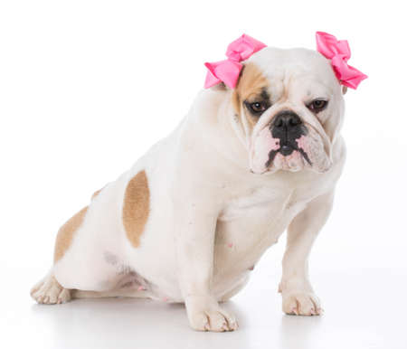 female english bulldog sitting on white backgroundの写真素材