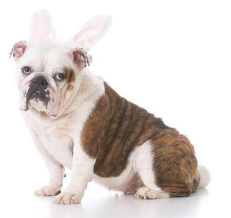 english bulldog wearing bunny ears on white backgroundの写真素材