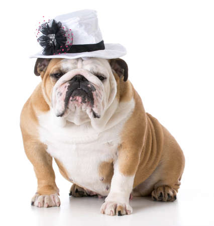 english bulldog female wearing cute hat isolated on white backgroundの写真素材