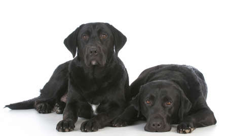 two black labrador retrievers laying down on white backgroundの写真素材