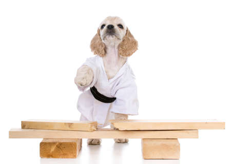 american cocker spaniel puppy dressed like a karate kid on white backgroundの写真素材
