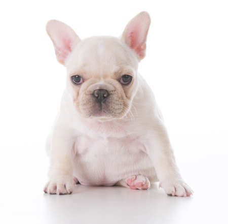 french bulldog puppy sitting on white backgroundの写真素材