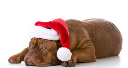dogue de bordeaux wearing santa hat on white backgroundの写真素材