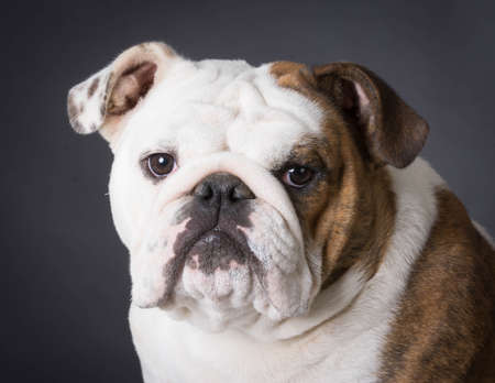 english bulldog portrait on black backgroundの写真素材