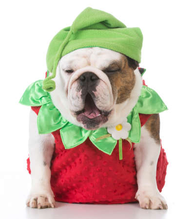 english bulldog wearing strawberry costume on white backgroundの写真素材