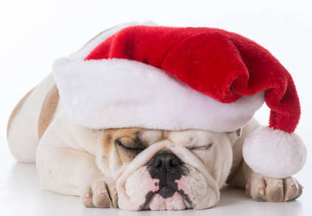 english bulldog wearing santa hat isolated on whiteの写真素材