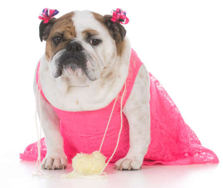 female english bulldog wearing a pink dress isolated on white backgroundの写真素材