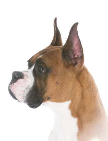 boxer head portrait isolated on white backgroundの写真素材