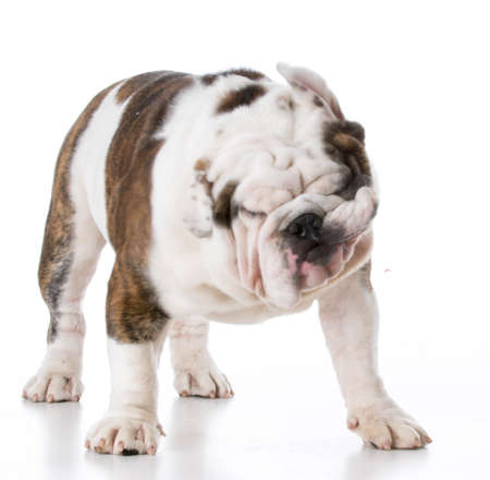 english bulldog standing and shakingの写真素材