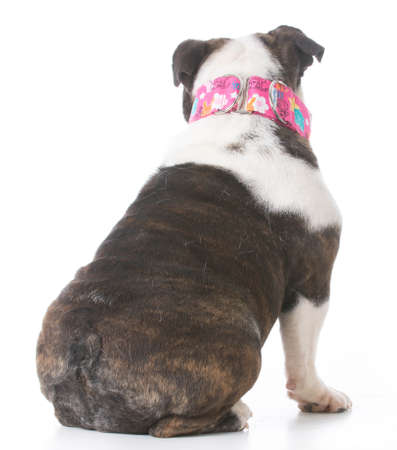 dog sitting looking away from viewer on white backgroundの写真素材