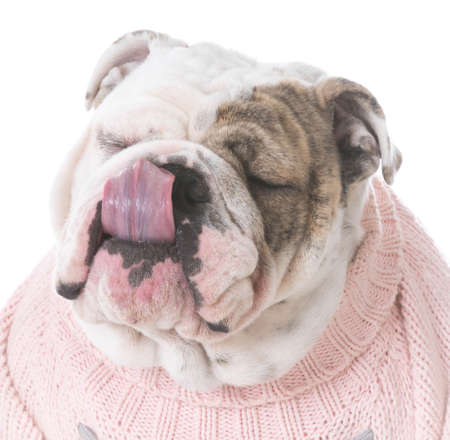 female english bulldog wearing a pink sweater on white backgroundの写真素材