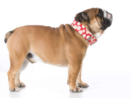 english bulldog standing on white backgroundの写真素材