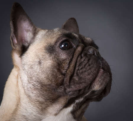 french bulldog portrait on black backgroundの写真素材