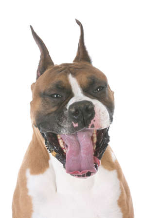 boxer with mouth open like a laugh on white backgroundの写真素材
