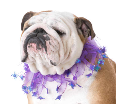 english bulldog wearing purple halloween scarf isolated on white backgroundの写真素材