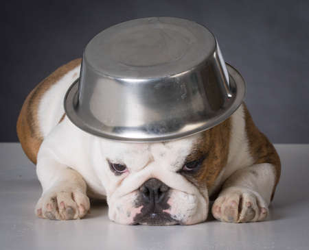 english bulldog with dog food bowl on head on black backgroundの写真素材