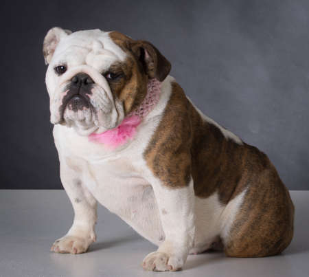 female english bulldog wearing pink collar on black backgroundの写真素材