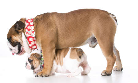 father and daughter bulldogs isolated on white backgroundの写真素材