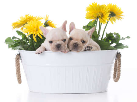 two french bulldog puppies inside a flower pot on white backgroundの写真素材