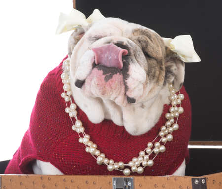 female english bulldog sitting inside a leather suitcase isolated on white backgroundの写真素材