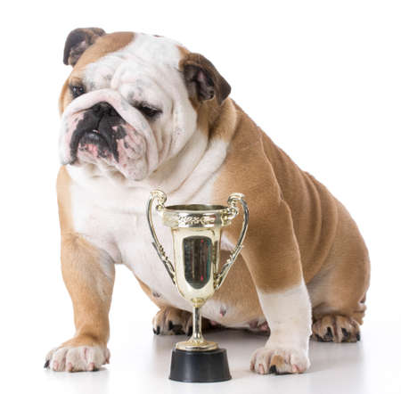 english bulldog sitting beside trophy isolated on backgroundの写真素材