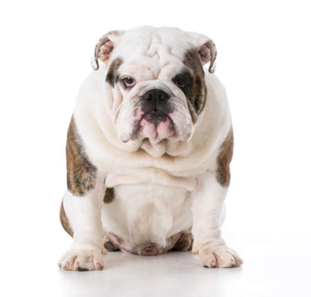 english bulldog puppy sitting on white backgroundの写真素材