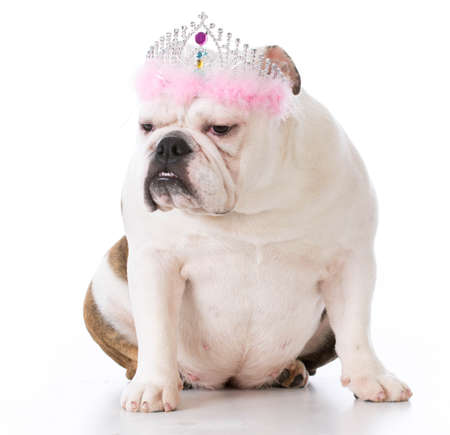 dog with sour expression wearing a tiar on white backgroundの写真素材