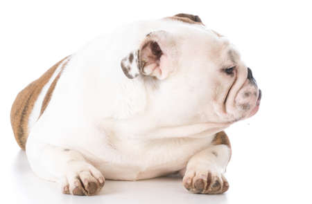 english bulldog laying down on white backgroundの写真素材