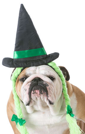 english bulldog wearing witch costume isolated on white backgroundの写真素材
