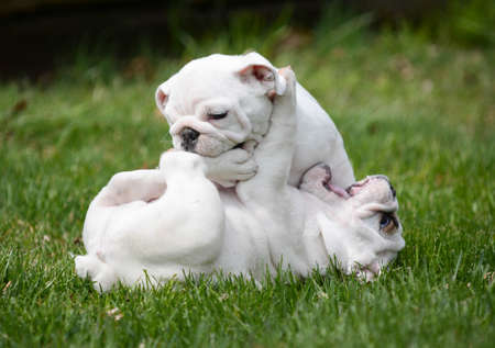 two english bulldog puppies playing outside in the grassの写真素材