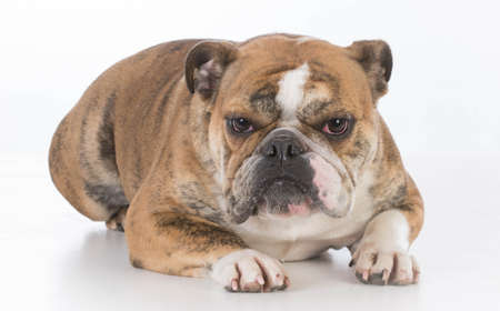 english bulldog laying down looking at viewer on white backgroundの写真素材