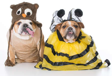 english bulldogs dressed up like the birds and the bees on white backgroundの写真素材