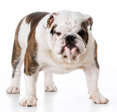 male english bulldog standing on white backgroundの写真素材