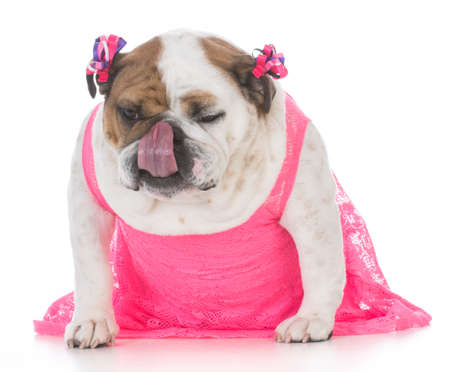 female english bulldog wearing a pink dress isolated on white backgroundの写真素材