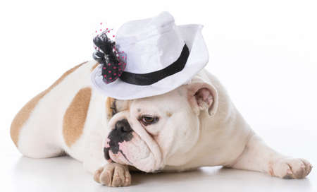 female english bulldog wearing a hat on white backgroundの写真素材