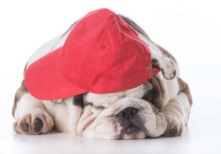 english bulldog wearing red baseball hat isolated on whiteの写真素材