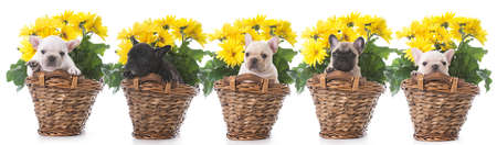 litter of french bulldog puppies sitting in a basket of flowersの写真素材