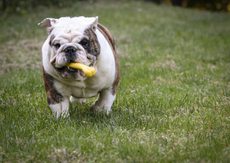 english bulldog playing with dog toy outside in the summerの写真素材