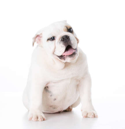 english bulldog puppy sitting on white backgroundの写真素材