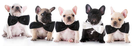 litter of french bulldog puppies wearing bowties on white backgroundの写真素材