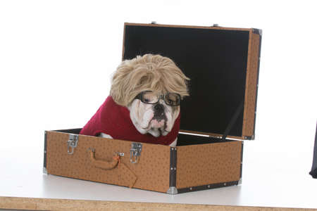 female english bulldog sitting inside a leather suitcase isolated on white backgroundの写真素材