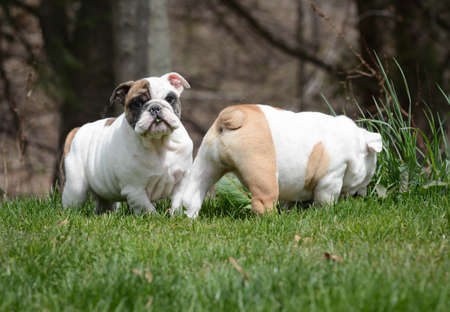 two english bulldog puppies playing outside in the grassの写真素材