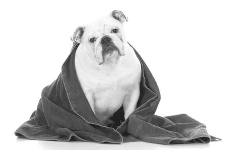wet bulldog after a bath with a towel wrapped around her on white backgroundの写真素材