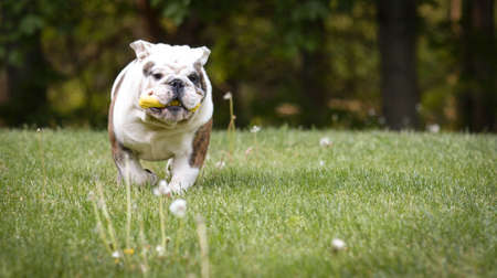 english bulldog playing with dog toy outside in the summerの写真素材