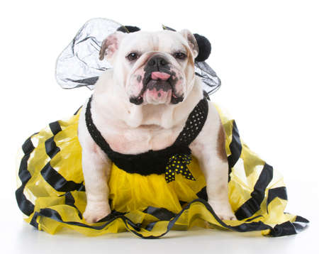 bulldog wearing bumble bee costume on white backgroundの写真素材