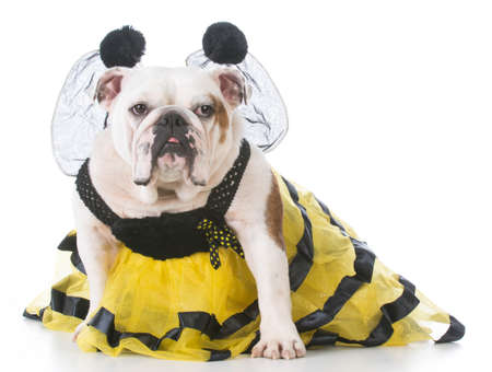english bulldog wearing a bee costume isolated on white backgroundの写真素材