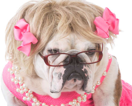female english bulldog wearing pink dress on white backgroundの写真素材