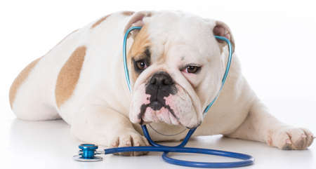 english bulldog wearing stethoscope on white backgroundの写真素材