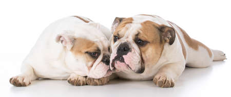 two english bulldog laying down on white backgroundの写真素材
